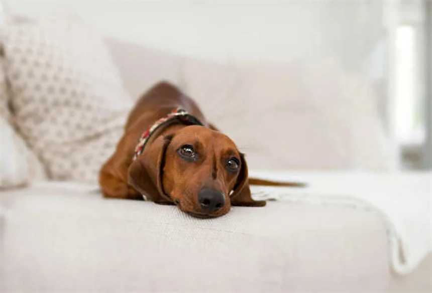 自然に犬を落ち着かせる10の方法
