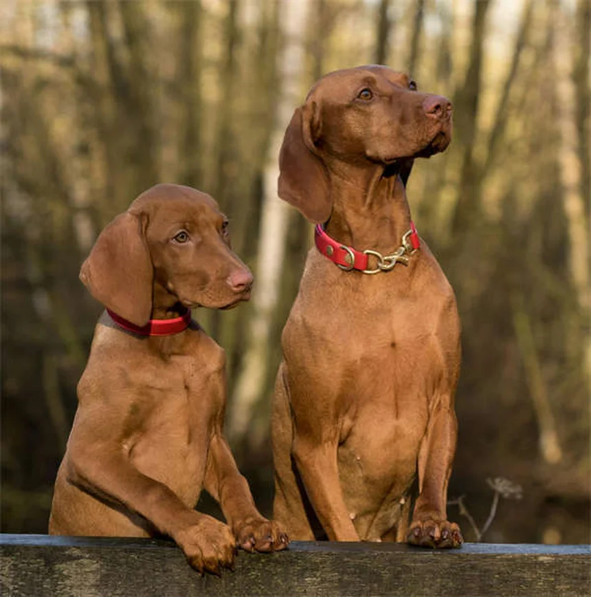 外で猫を見つけたら今すぐやるべきこと完全ガイド