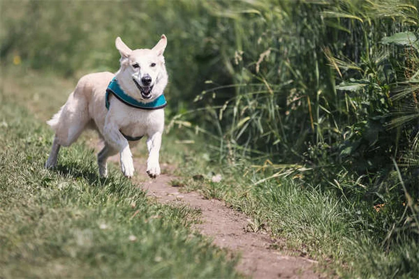 メス犬のマウンティング：理由とやめさせる方法