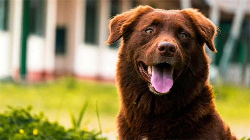リードリアクティビティ改善！優しい方法で愛犬と穏やかな散歩を実現