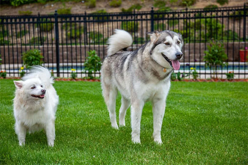 犬が寝てるときに吠える理由—夢の仕組みと正しい対処法を経験者が解説