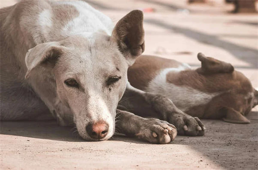 犬の耳切除のメリットゼロ？リスクと誤解を獣医師が解説