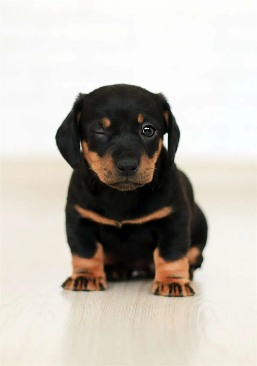 犬の耳切除のメリットゼロ？リスクと誤解を獣医師が解説