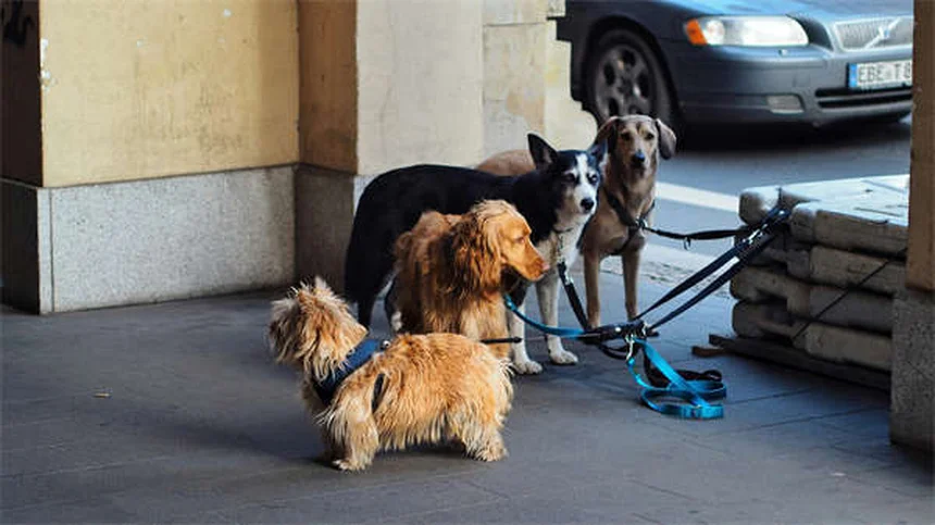 犬の社会化不足がもたらす本当のリスクとは？