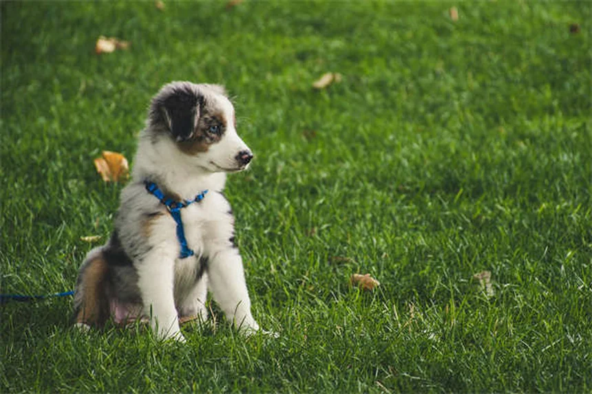 犬の社会化不足がもたらす本当のリスクとは？