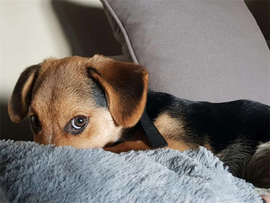 犬の社会化不足がもたらす本当のリスクとは？