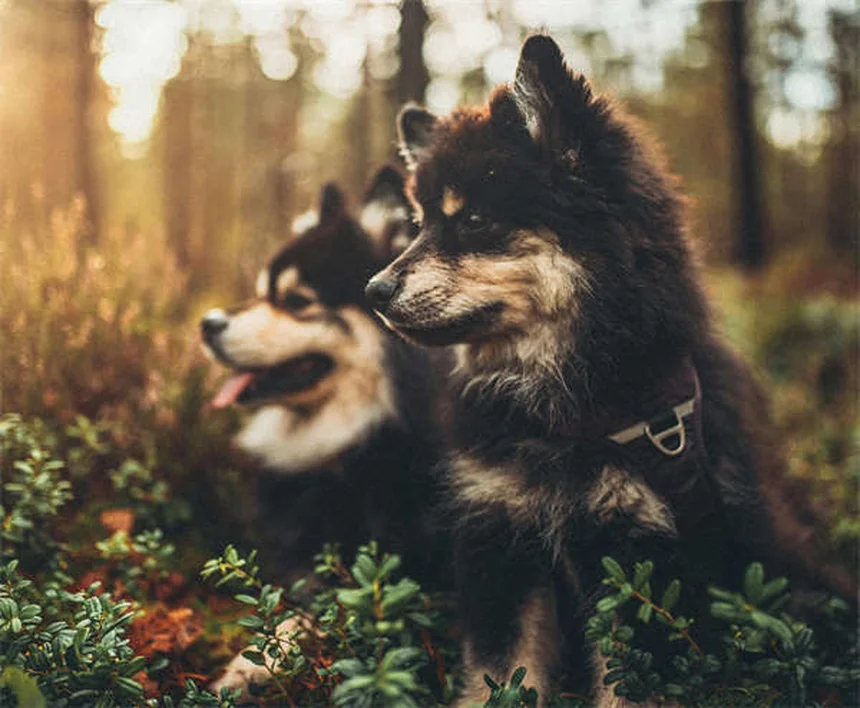 愛犬の運動不足が引き起こす問題行動を解決！今日から始める愛犬との運動計画。