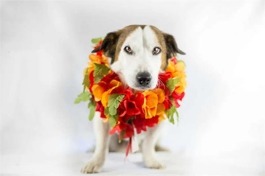 犬のヘビ咬傷の症状と治療法を獣医が教える完全ガイド