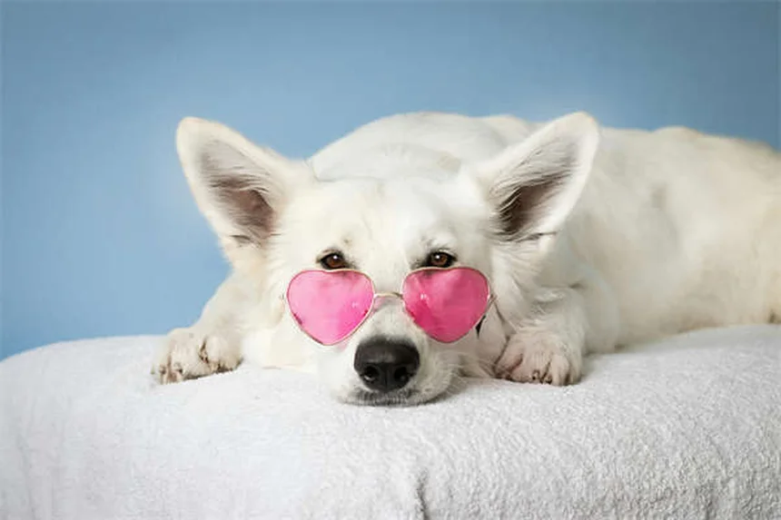 犬の色盲と色覚を完全解説！あなたの愛犬の見える世界と意外と知らない真実