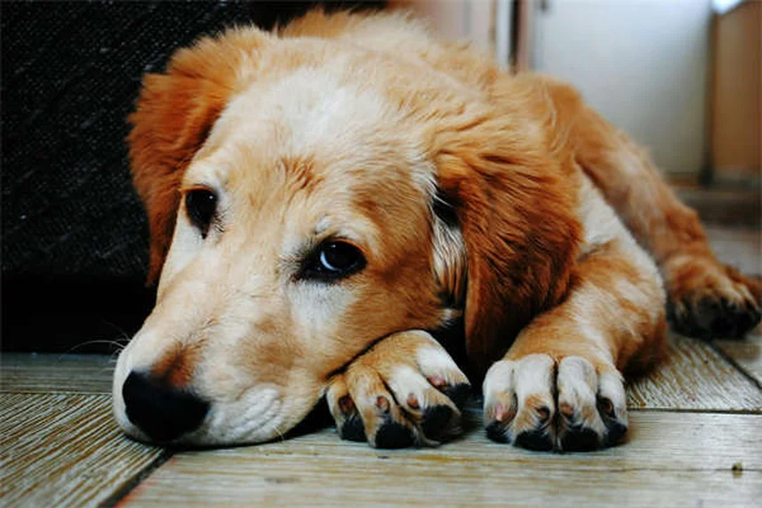 ピットブルと賃貸で困ってる？犬種制限を突破する3つのコツ
