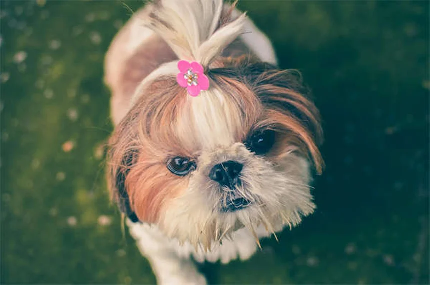 犬の夜間視力：人間より優れている3つの秘密と知っておくべき真実