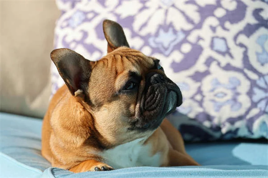 犬の夜間視力：人間より優れている3つの秘密と知っておくべき真実