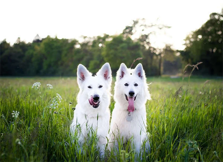 【獣医師解説】愛犬のツツガムシ被害を根本治療＆完全予防。症状・対策を徹底比較